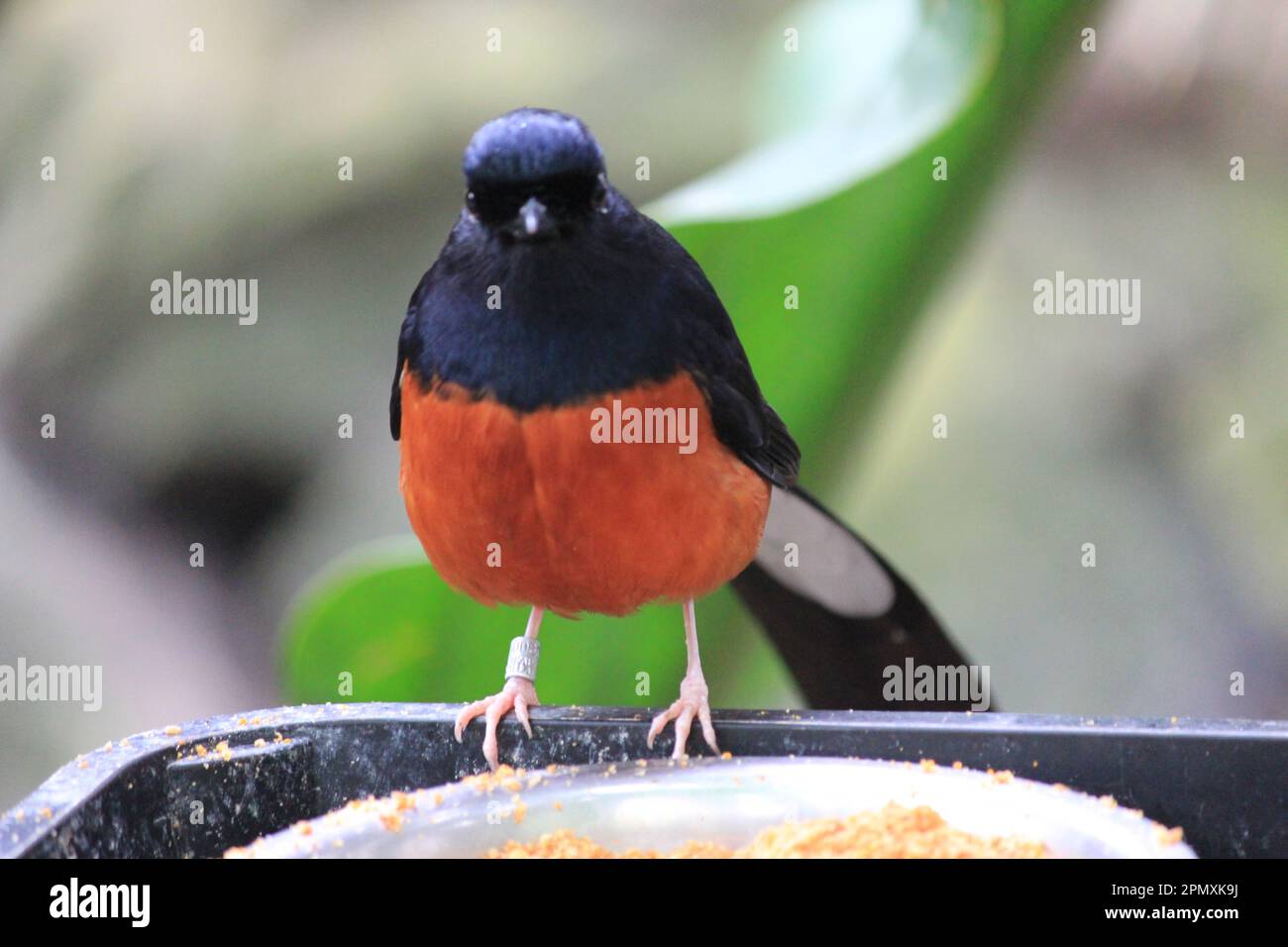 White-rumped shama Stock Photo