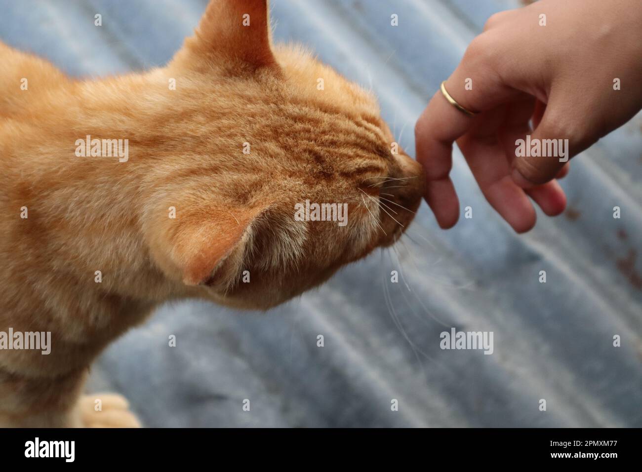 Ginger cat kissing human's hand Stock Photo Alamy