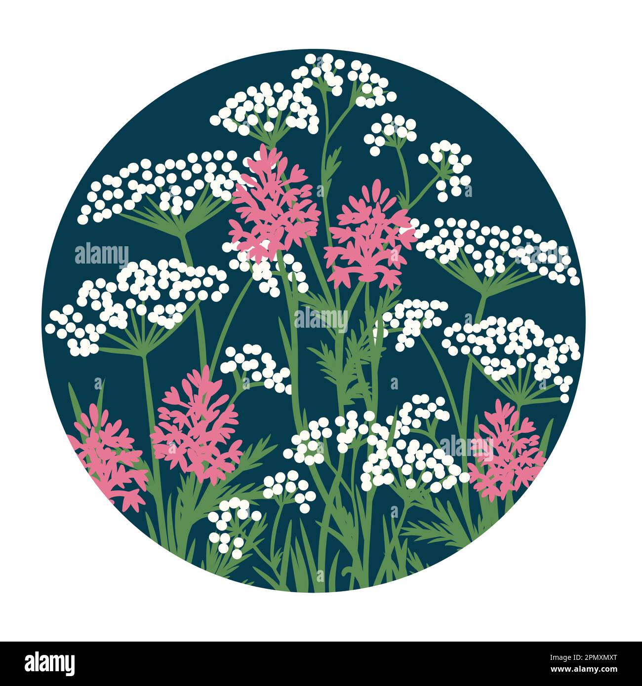 Hand drawn illustration of white cow parsley pink pyramidal orchid