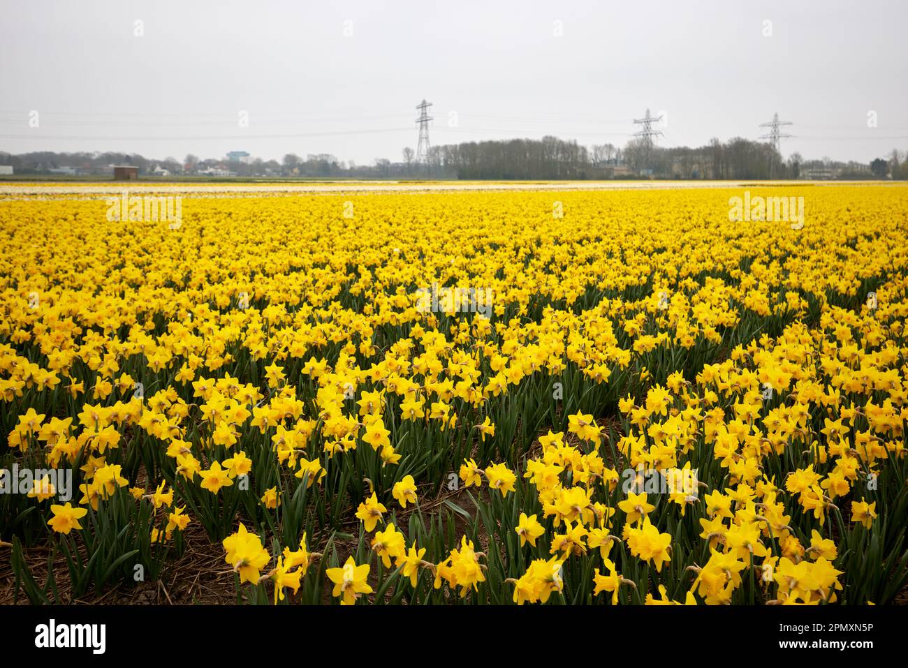 Yellow daffodils flowers field, narcissus flower on the field in The Netherlands Stock Photo