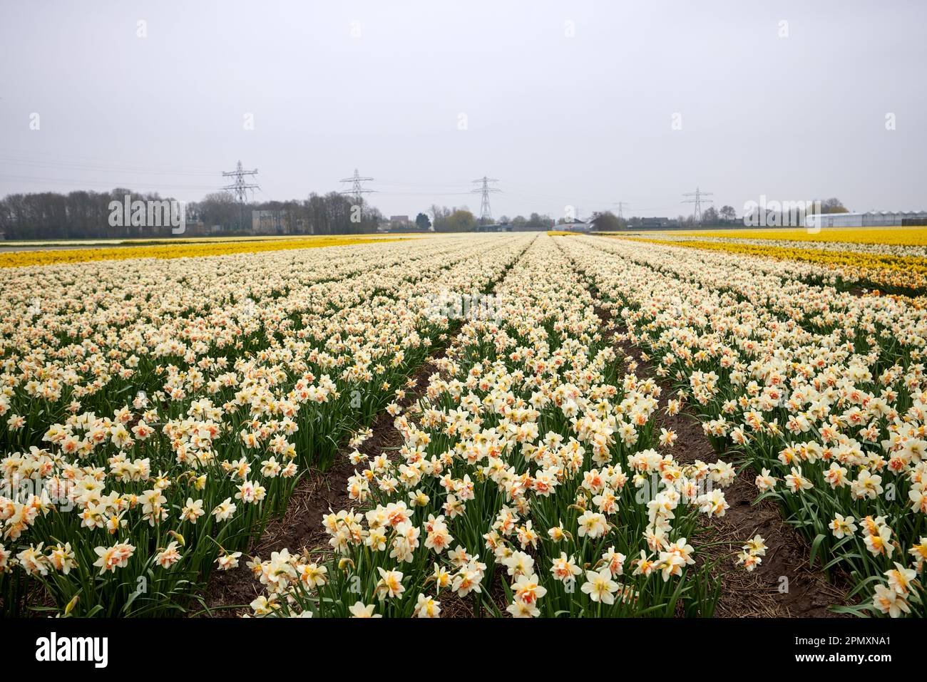 White daffodils flowers field, narcissus flower on the field in The Netherlands Stock Photo