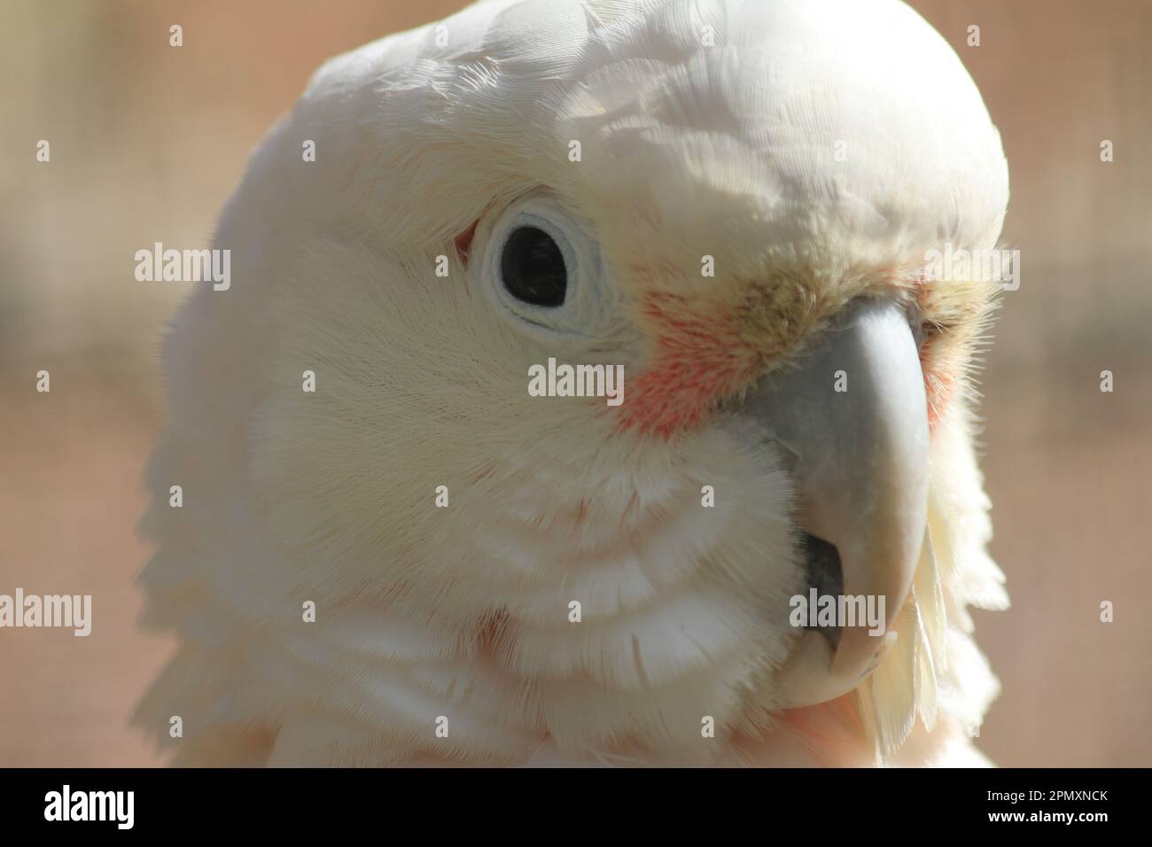 Goffin's cockatoo Stock Photo