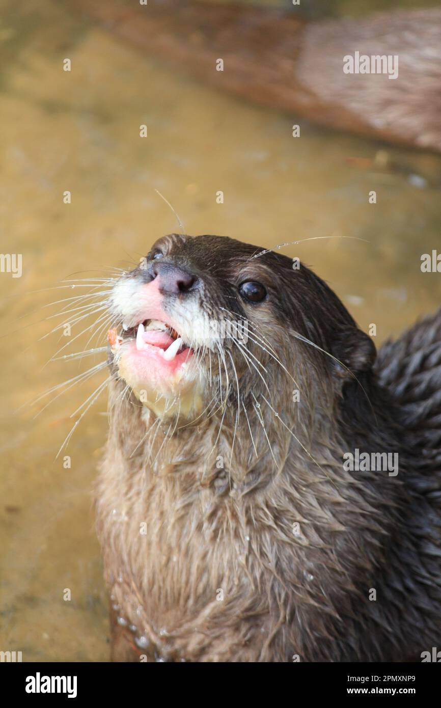 Asian smallclawed otter Stock Photo Alamy