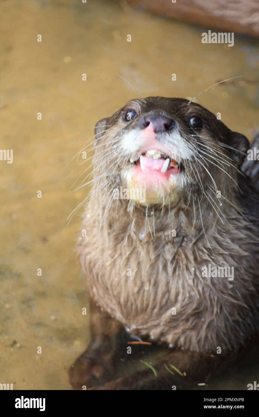 Asian smallclawed otter Stock Photo Alamy