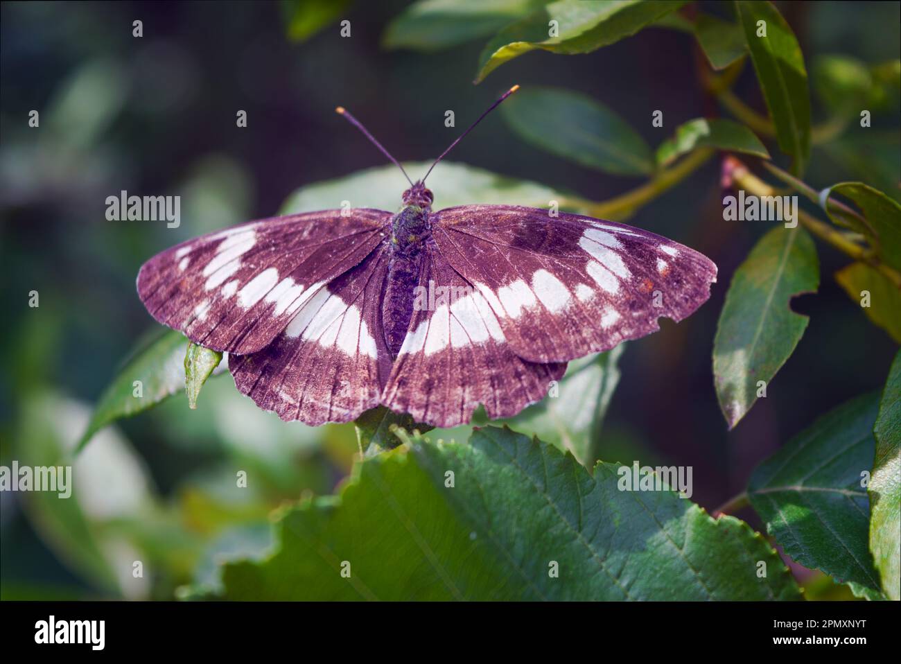 White Admiral is a woodland butterfly. Beautiful black and white