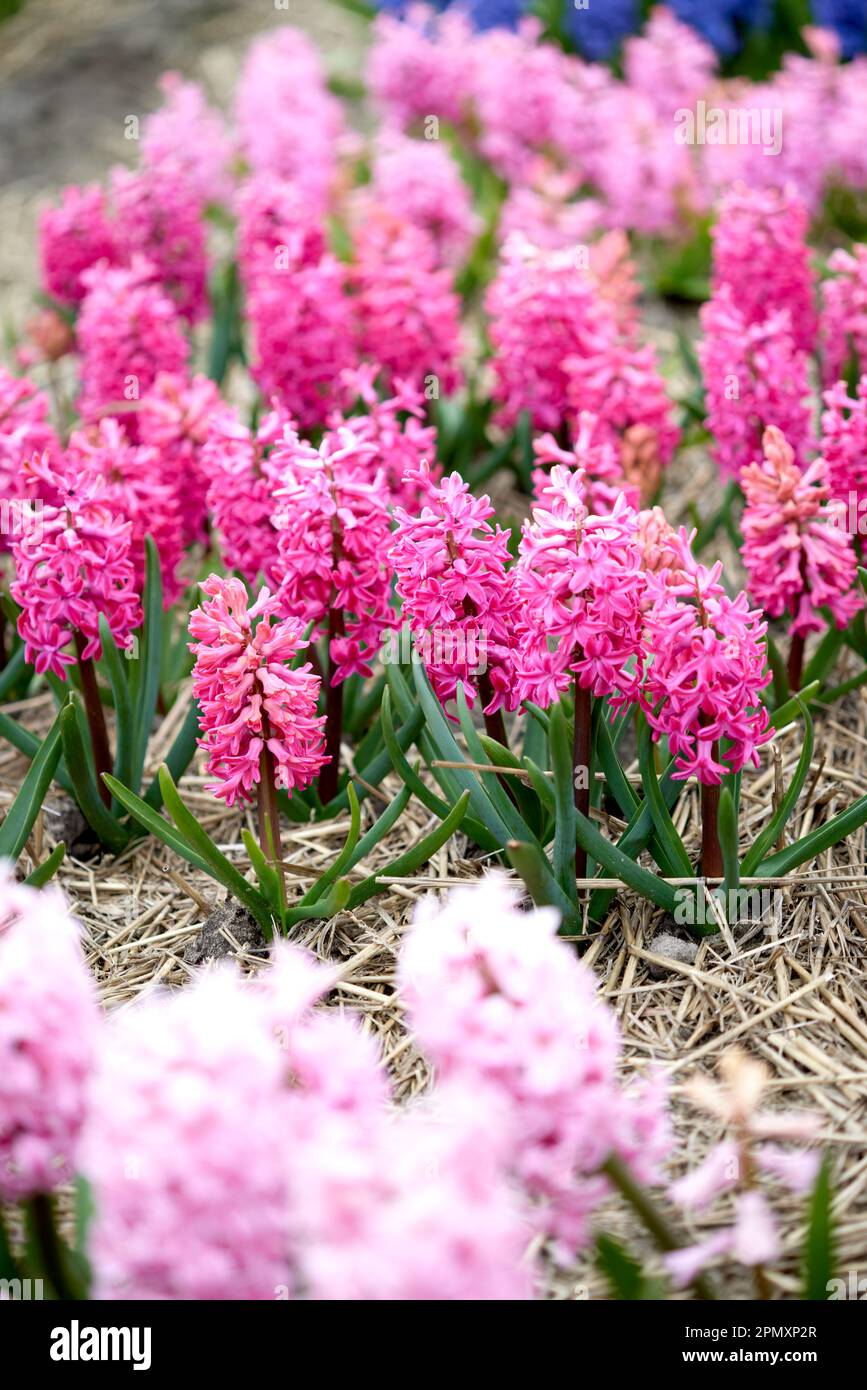 Pink hyacinth blooms in the garden in April Stock Photo