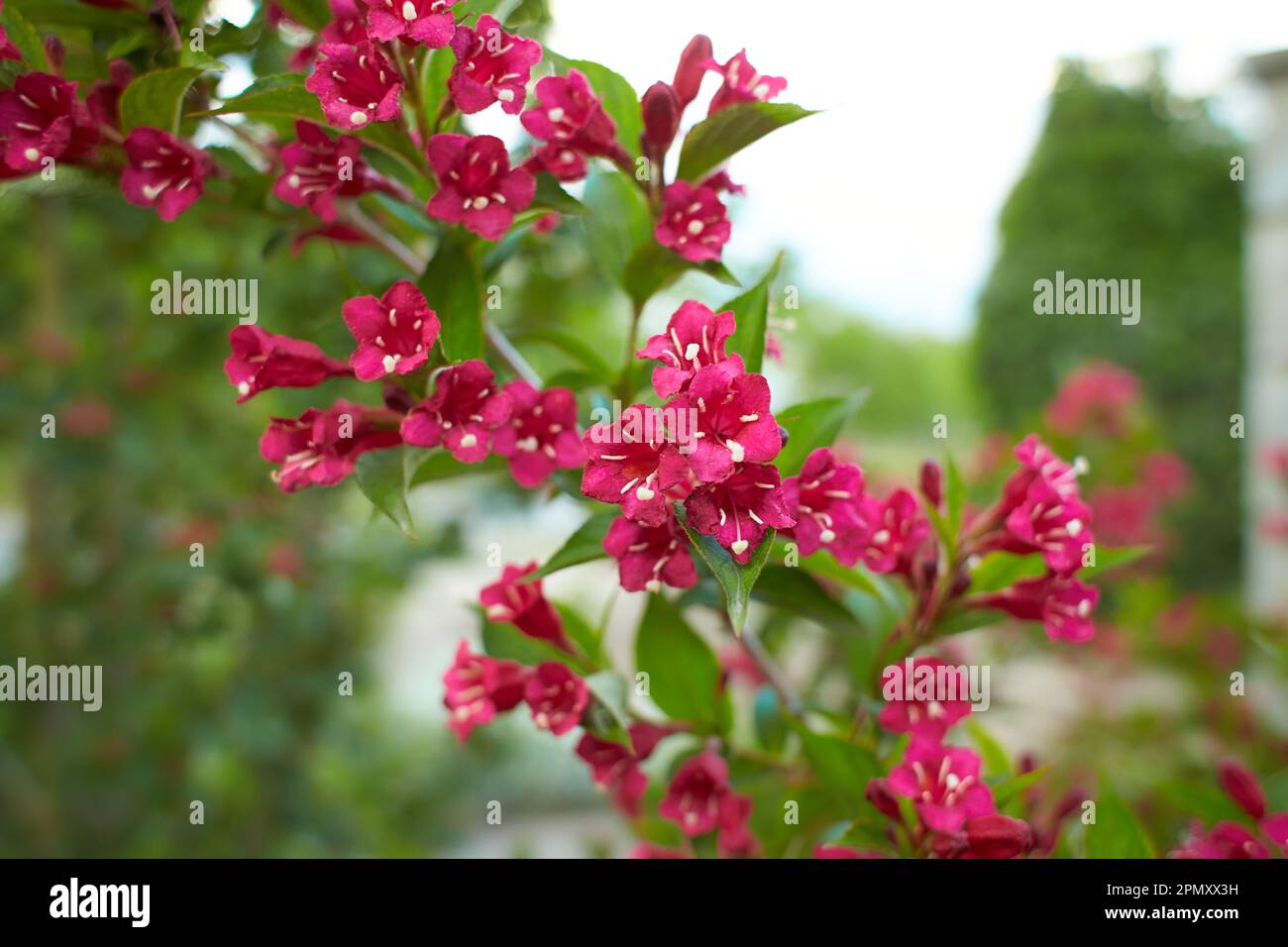 Red flowers of standard bristol ruby weigela in the garden. Summer and spring time. Stock Photo