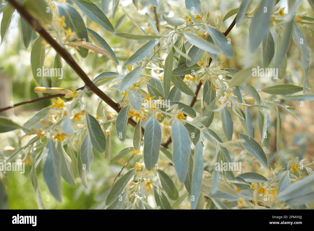 Elaeagnus commutata, the silverberry or wolfwillow, is a species of