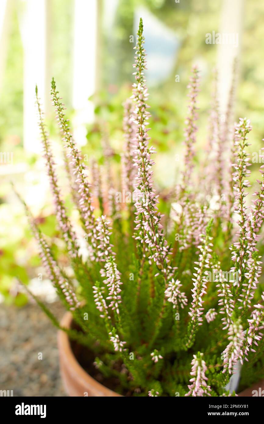 Pink flowers tully calluna vulgaris rosita ericaceae in the pot. Summer and spring time Stock Photo