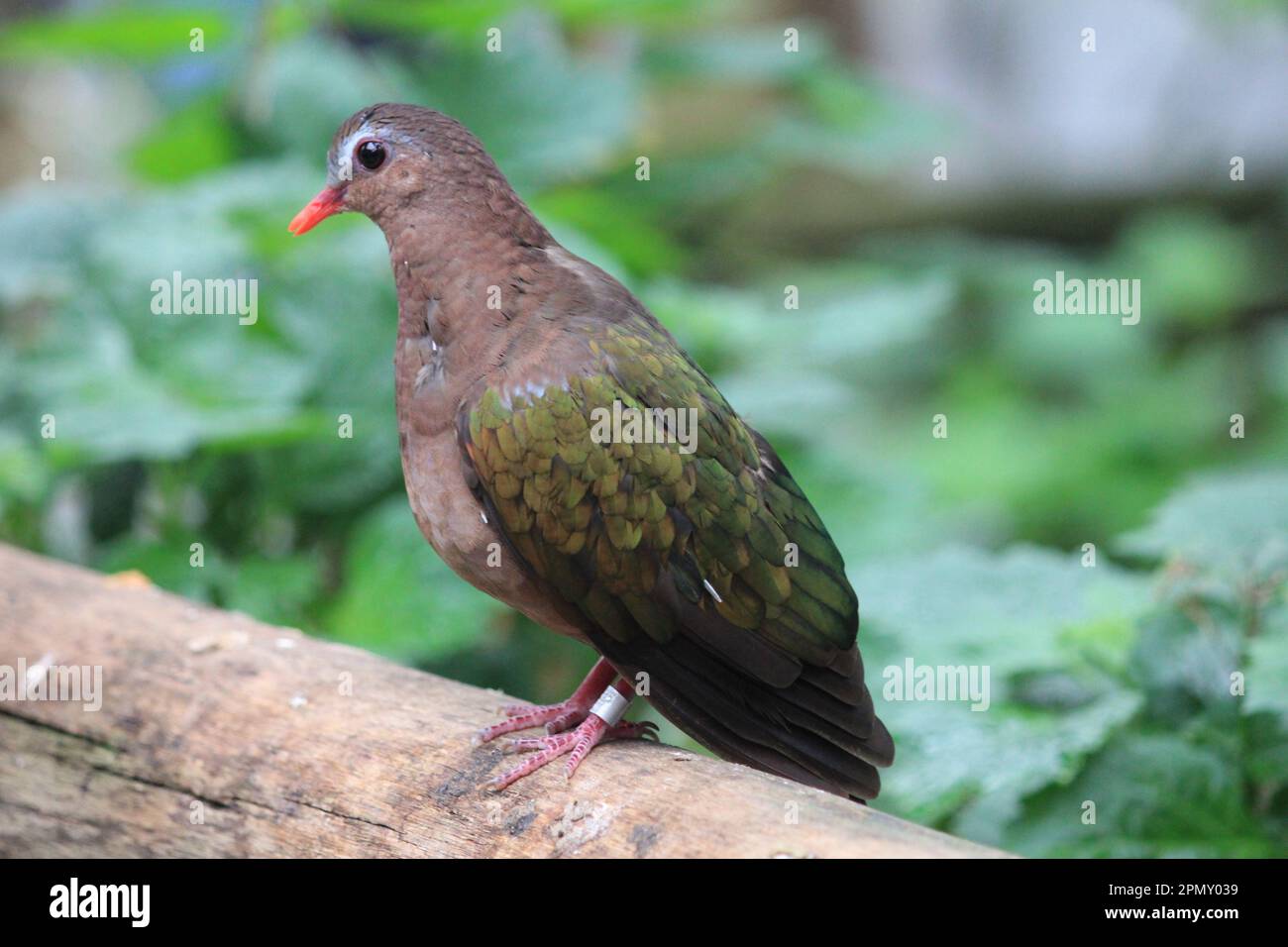 Common emerald dove Stock Photo