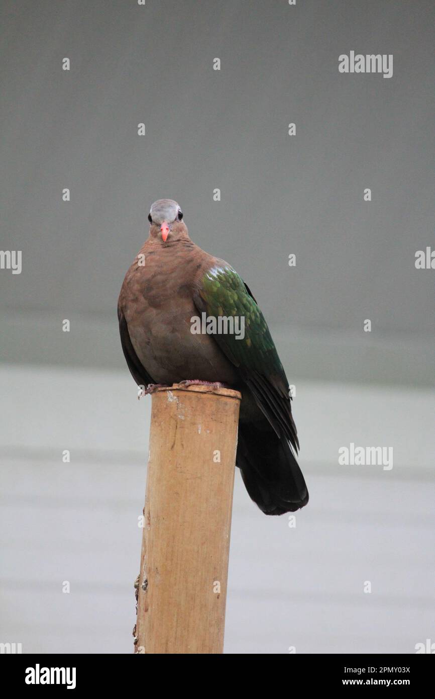 Common emerald dove Stock Photo