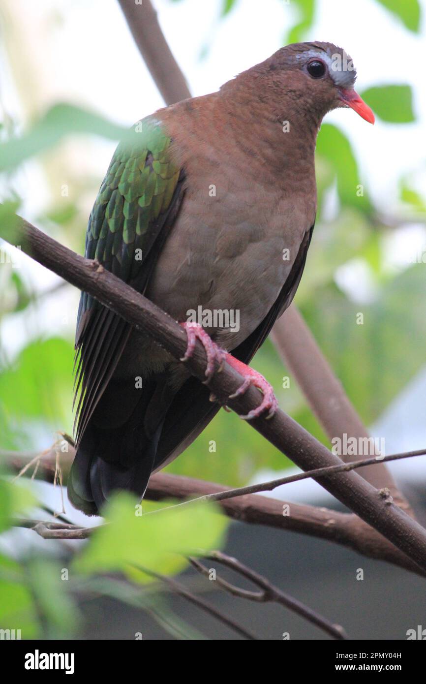 Common emerald dove Stock Photo