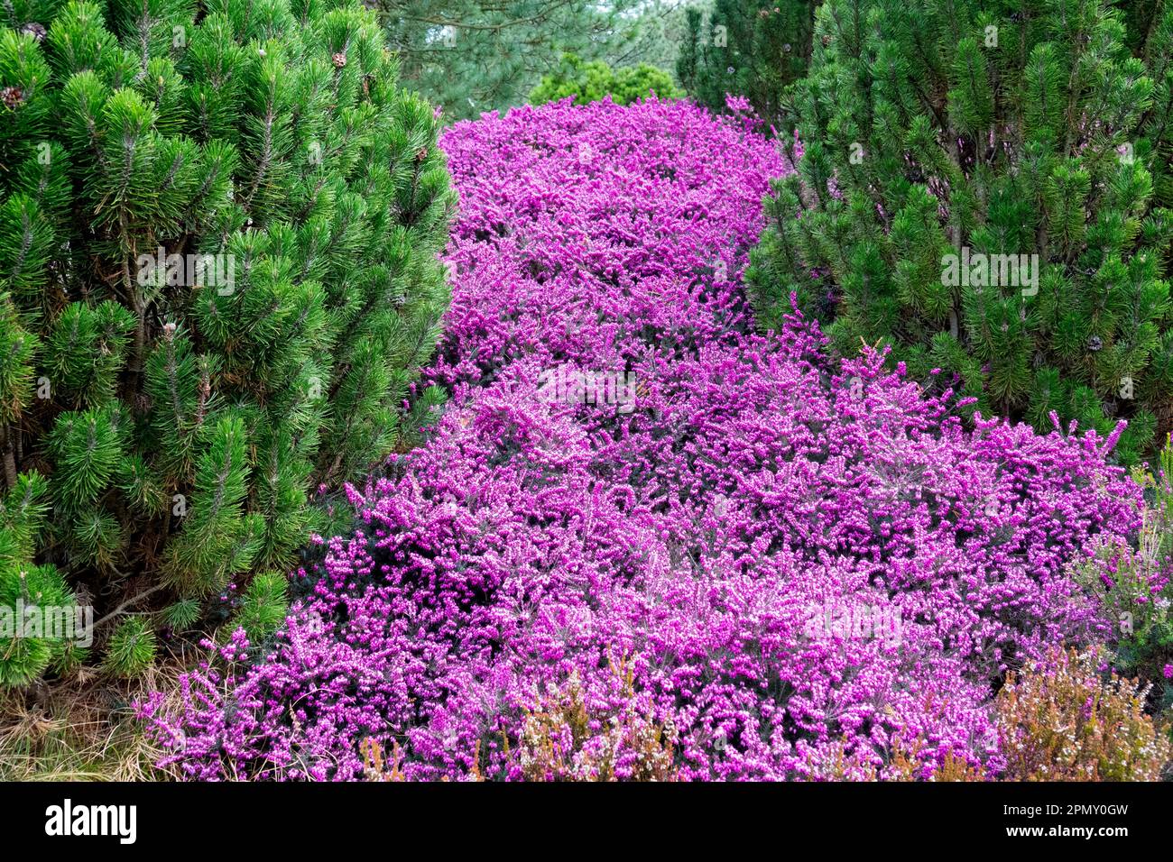 Spring, Heather, flowering Erica carnea, Garden, Spring Heat, Pinus mugo 'Mops', Scenery Stock Photo