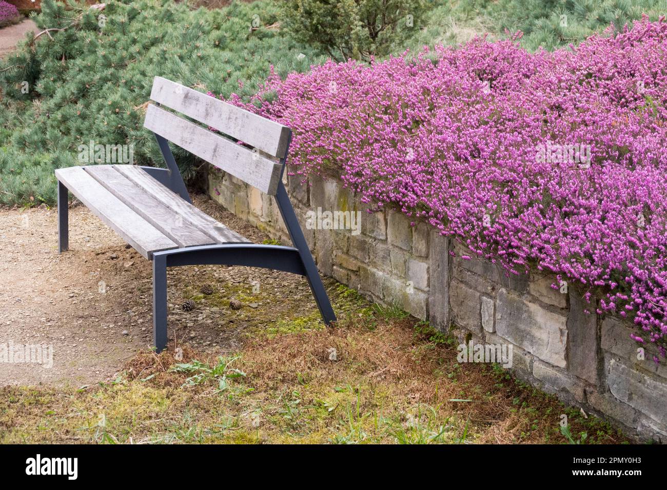 Garden bench, Flowering, Heather, Erica carnea Stock Photo