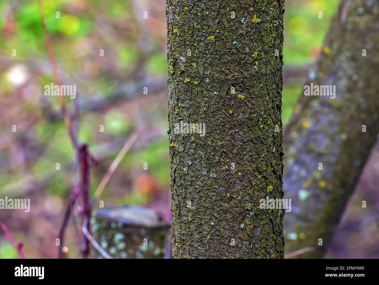 Purpleleaved plum tree bark detail Latin name Prunus cerasifera