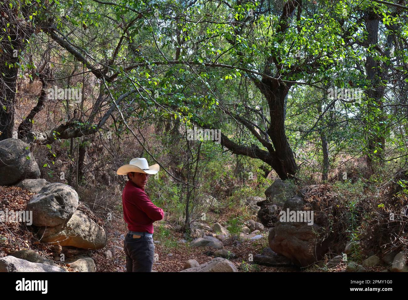 A cowboy stands in the woods in the mountains. Stock Photo