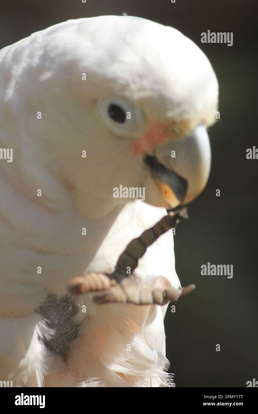 Goffin's cockatoo Stock Photo