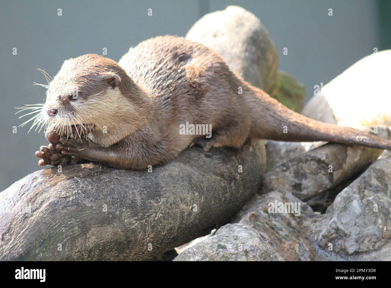 Asian small-clawed otter Stock Photo - Alamy