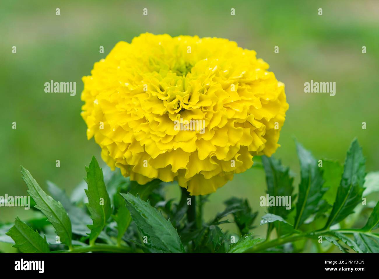 Yellow marigold seedlings are planting in the open ground in spring. Unpretentious garden flowers, flower bed and yard care Stock Photo