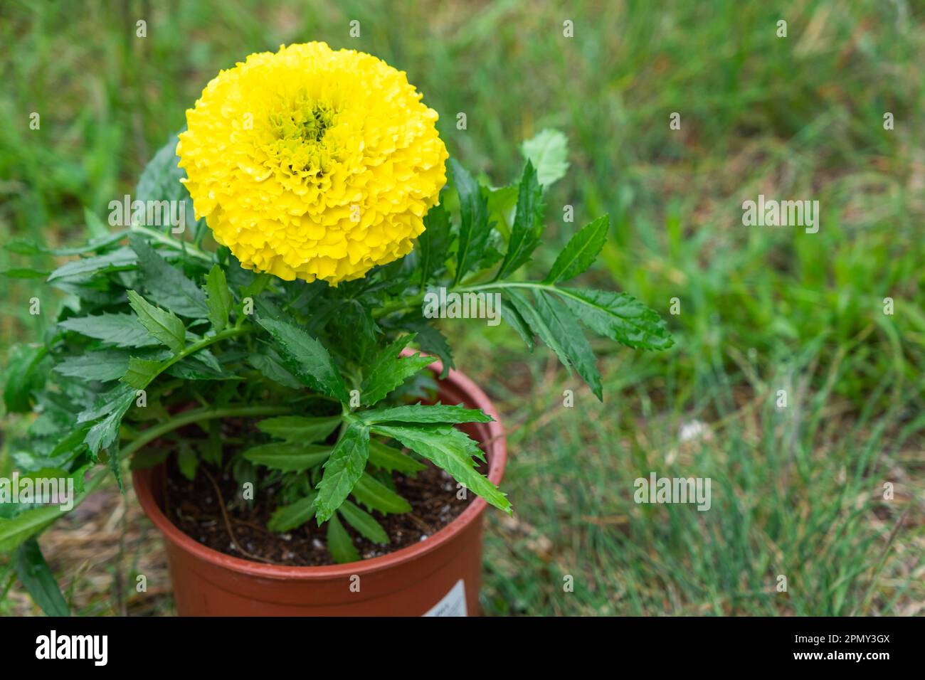 Yellow marigold seedlings are planting in the open ground in spring. Unpretentious garden flowers, flower bed and yard care Stock Photo