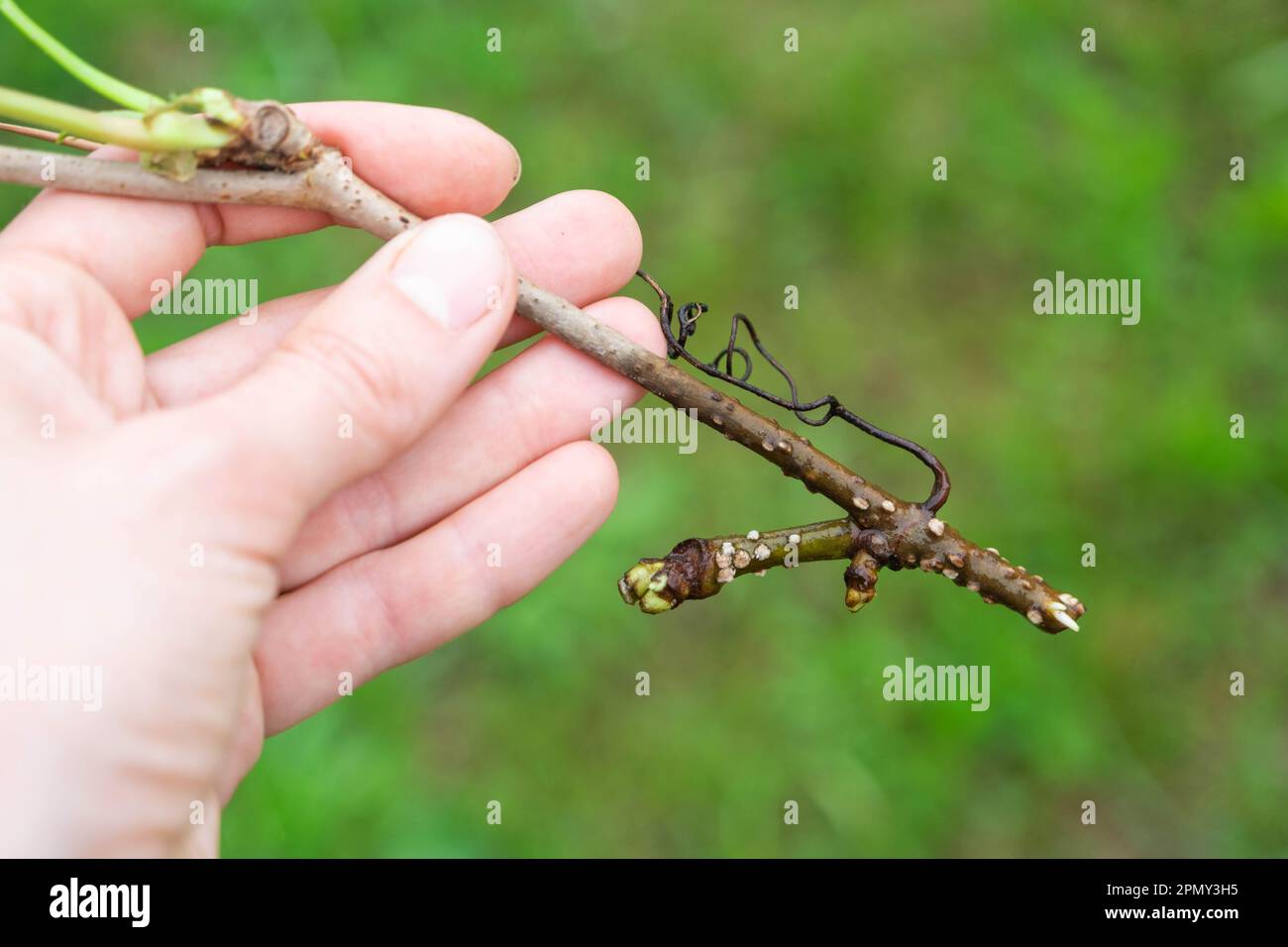 The stem of a branch with germinating rudiments of roots close-up - vegetative reproduction of garden plants Stock Photo