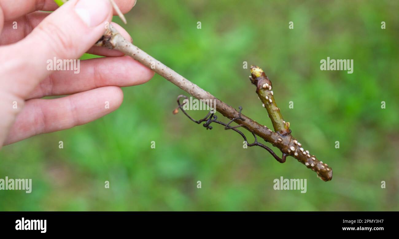 The stem of a branch with germinating rudiments of roots close-up - vegetative reproduction of garden plants Stock Photo
