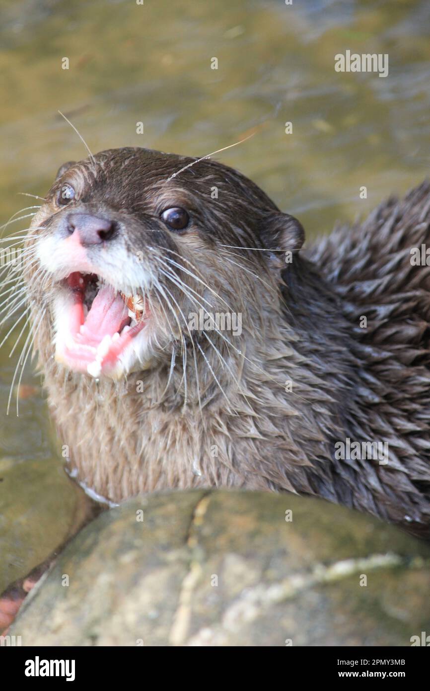 Asian small-clawed otter Stock Photo - Alamy