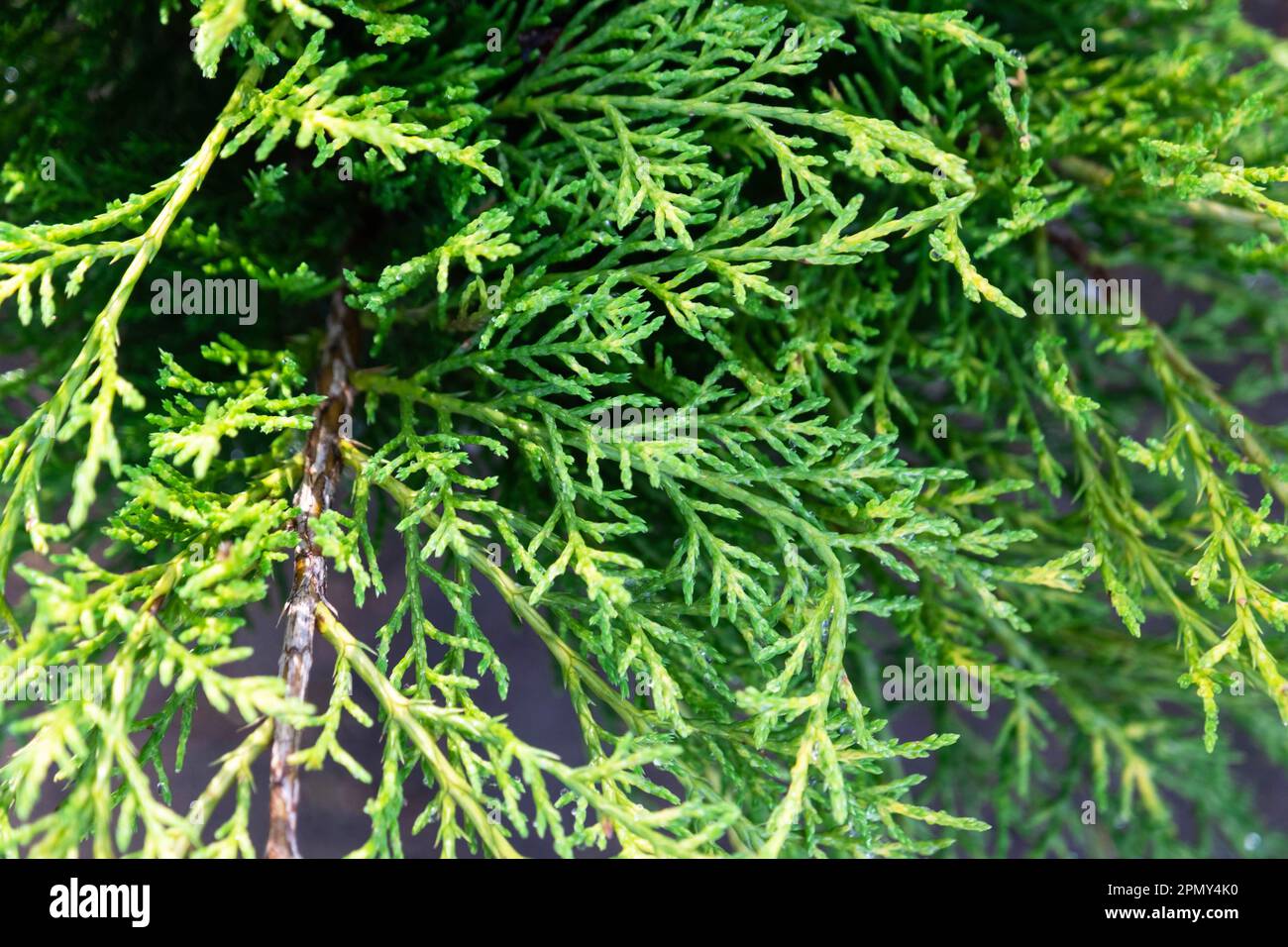 Young shoots with fresh bright green needles on juniper branches, thuja. Pattern, green natural background Stock Photo
