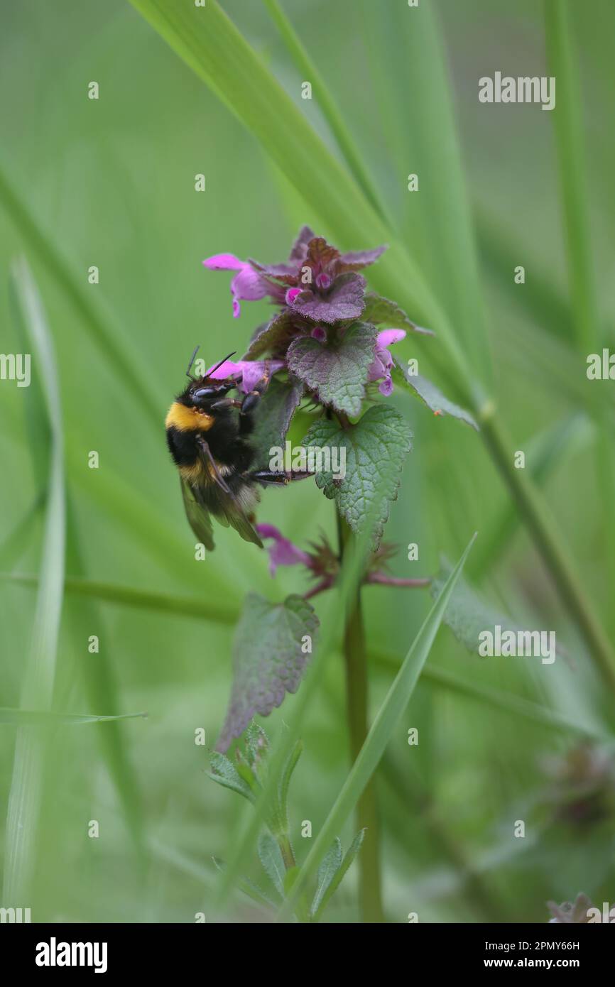 bumblebee pollinating a red dead-nettle in spring Stock Photo