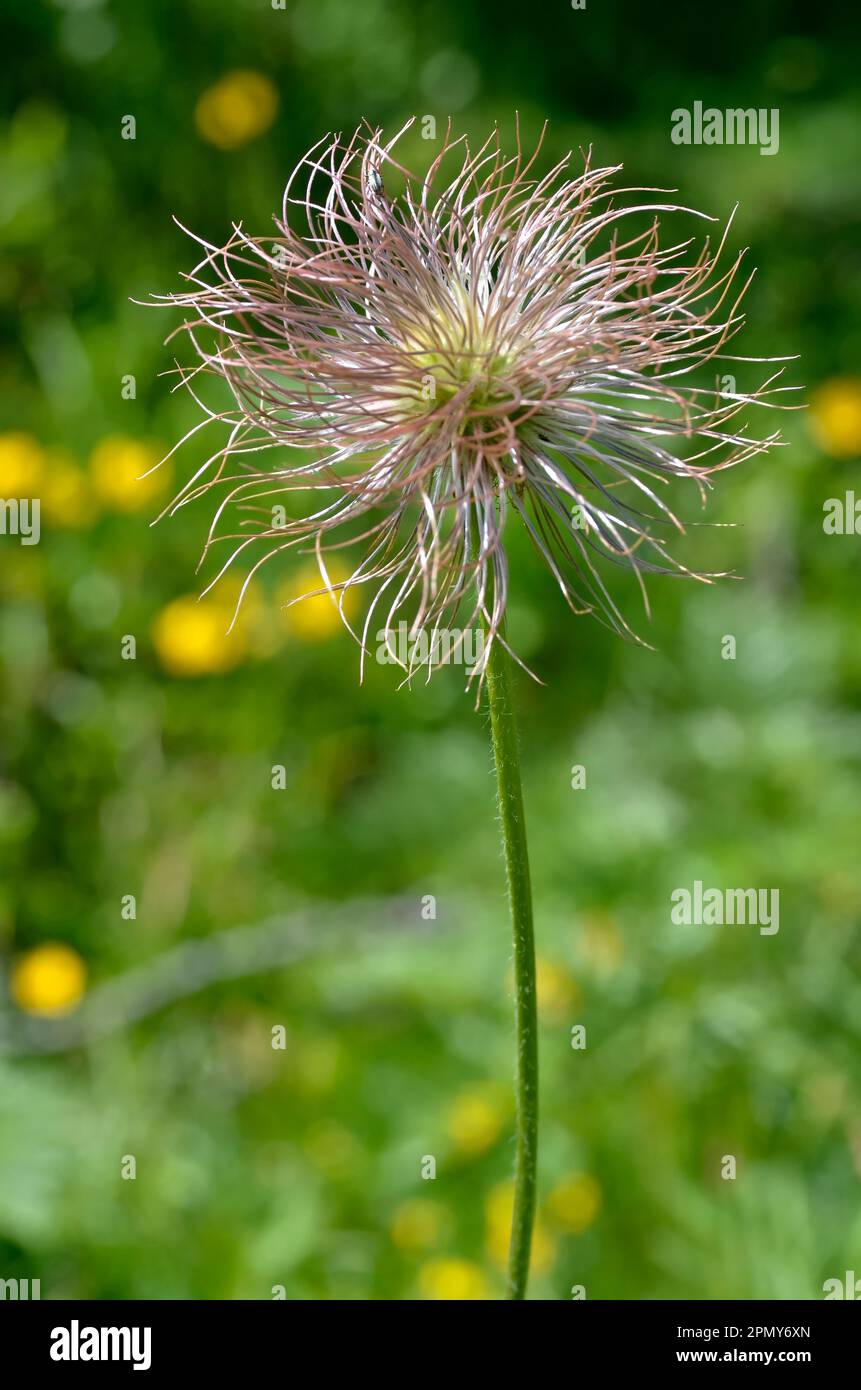 Closeup of achene on the Fruit of pasqueflowers (Pulsatilla) in the french Alps Stock Photo