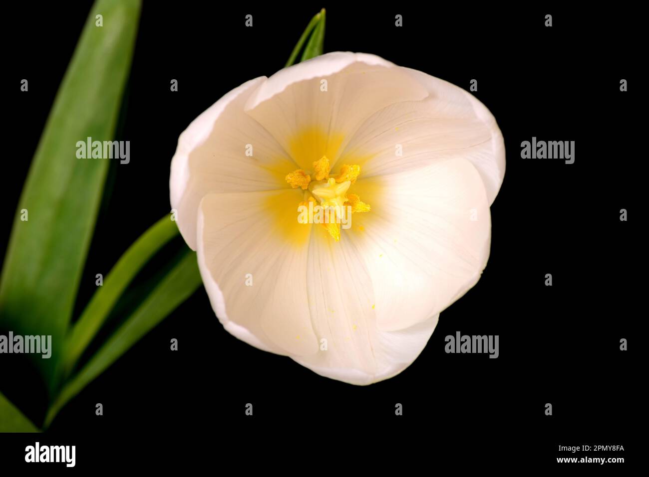 Macro white tulip isolated over a black background Stock Photo - Alamy