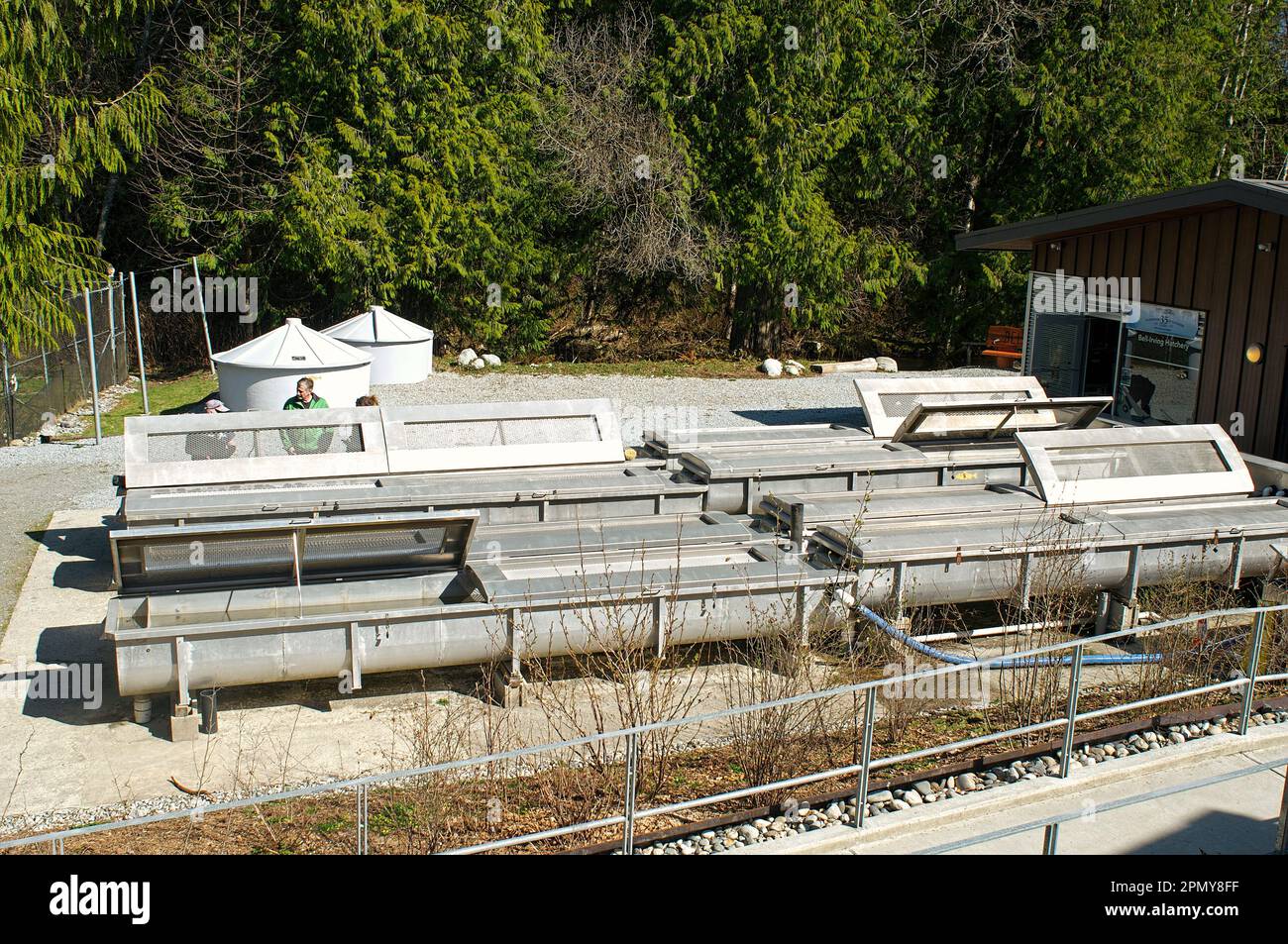 The Bell-Irving Fish Hatchery - holding tanks for young salmon - salmon enhancement program - Kanaka Creek watershed - Maple Ridge, B. C., Canada. Stock Photo