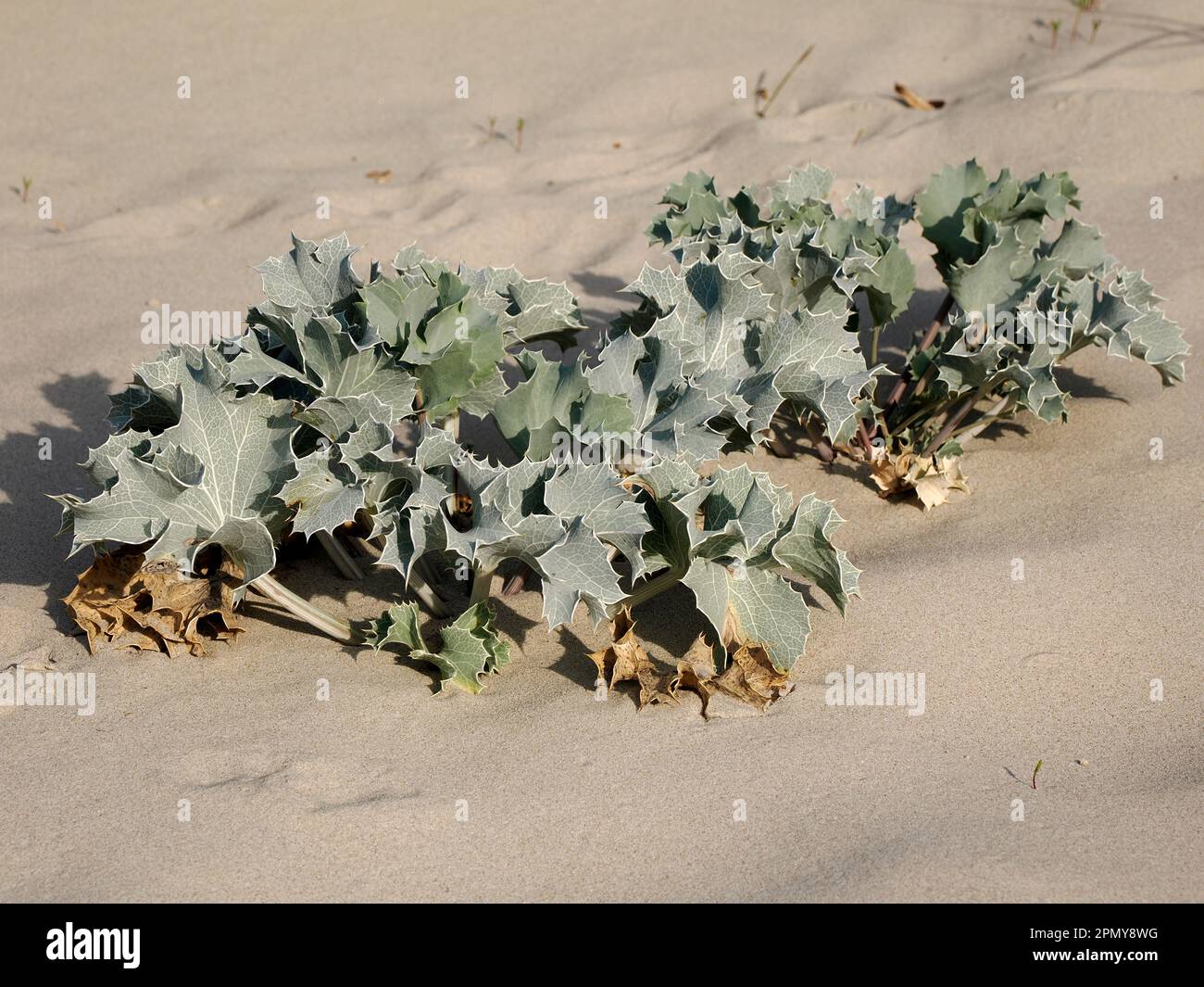 Crambe maritima or seakale in the dunes at Berck of the baie de Somme in France Stock Photo