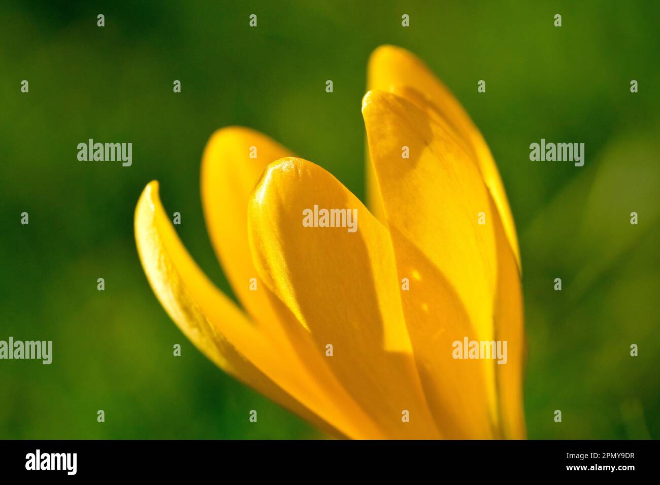 Crocus (crocus vernus), close up of the petals of a single yellow flower, backlit in the early spring sunshine, isolated against a plain green backgro Stock Photo