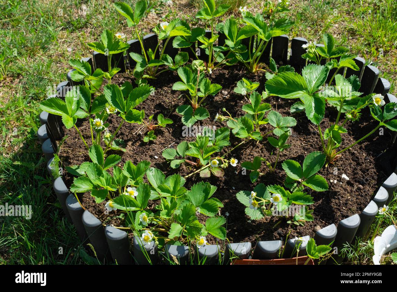 Flowering of strawberry sprouts on a round bed in your garden. Eco