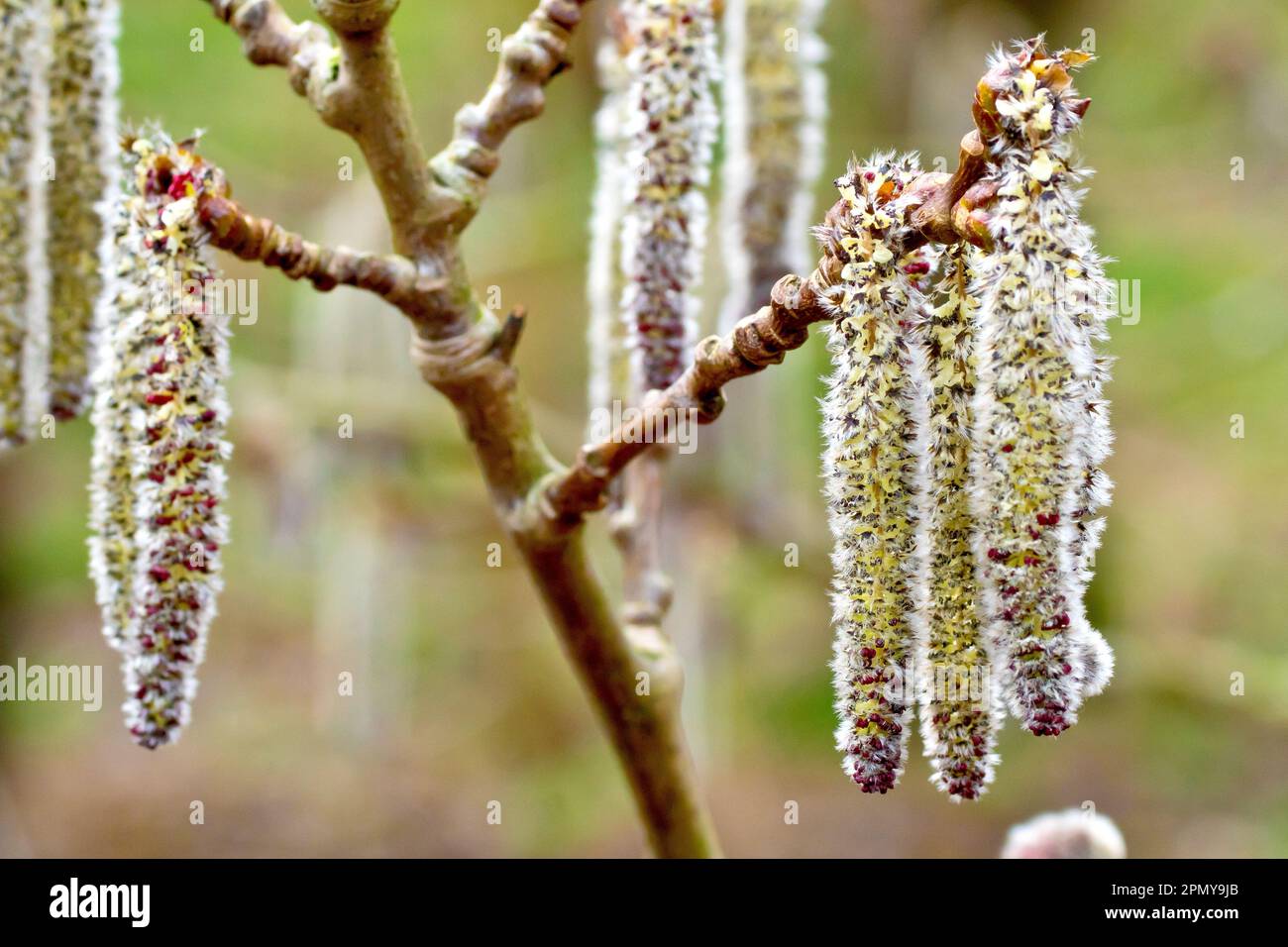 Grey Poplar (populus canescens), close up of groups of male catkins in flower hanging from the ends of small branches of a tree in the spring. Stock Photo