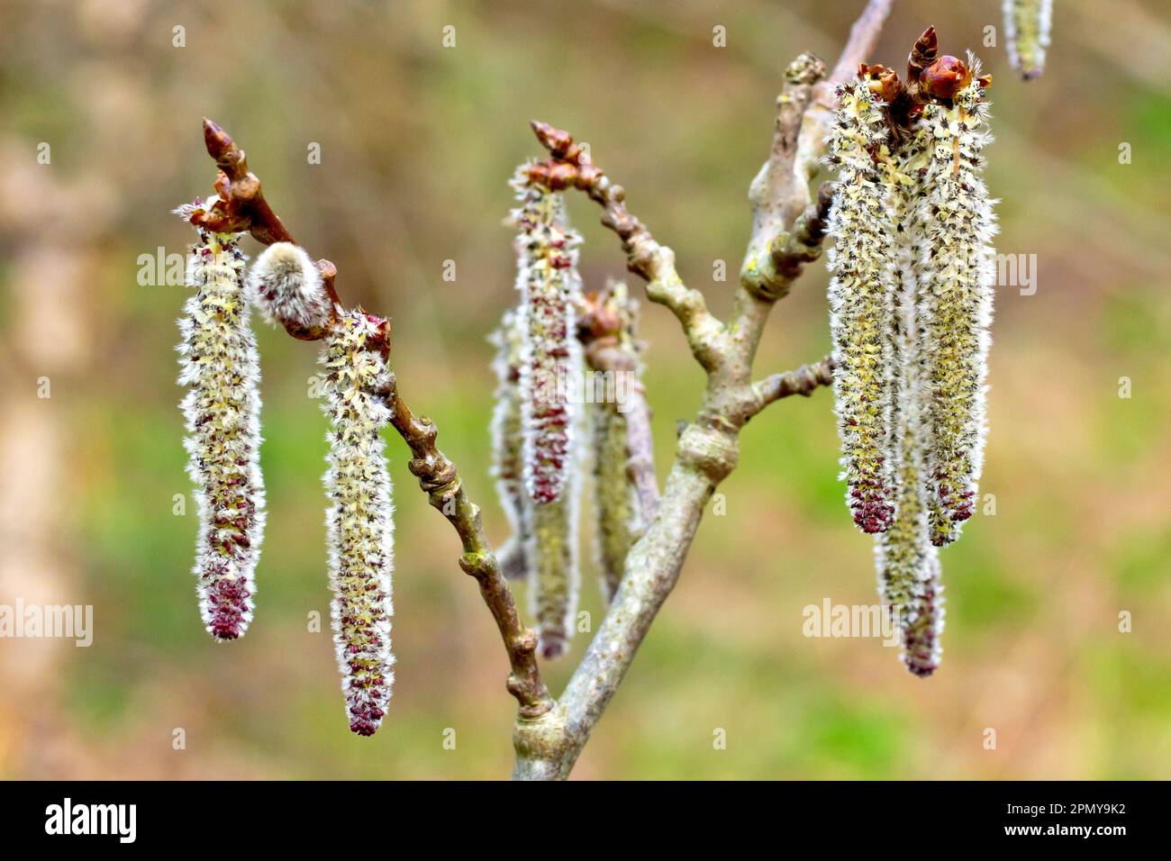 Grey Poplar (populus canescens), close up of groups of male catkins in flower hanging from the ends of small branches of a tree in the spring. Stock Photo
