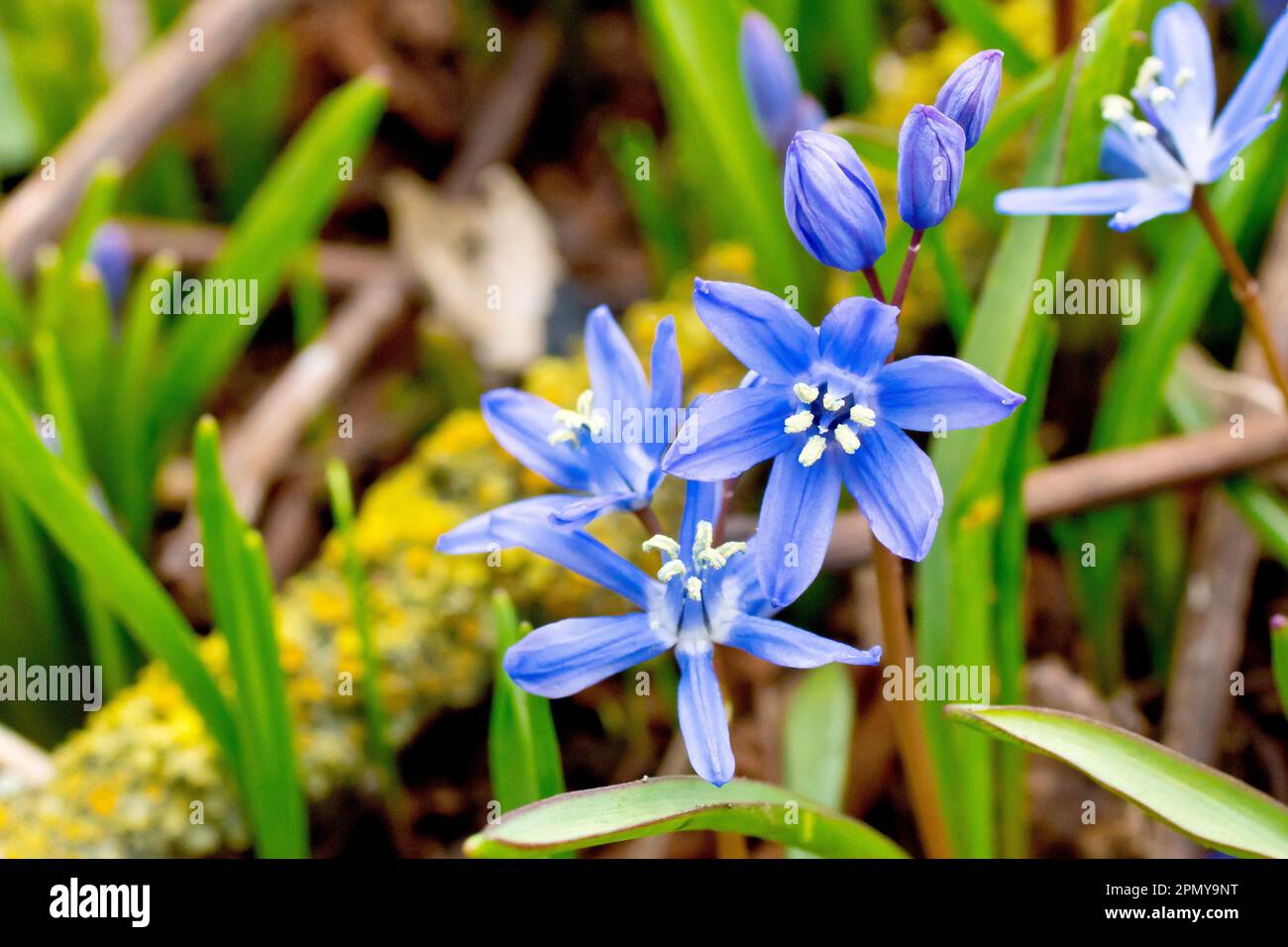 Spring Squill (scilla verna), close up of a group of the bright blue flowers commonly planted in gardens and found as escapees in the wild. Stock Photo