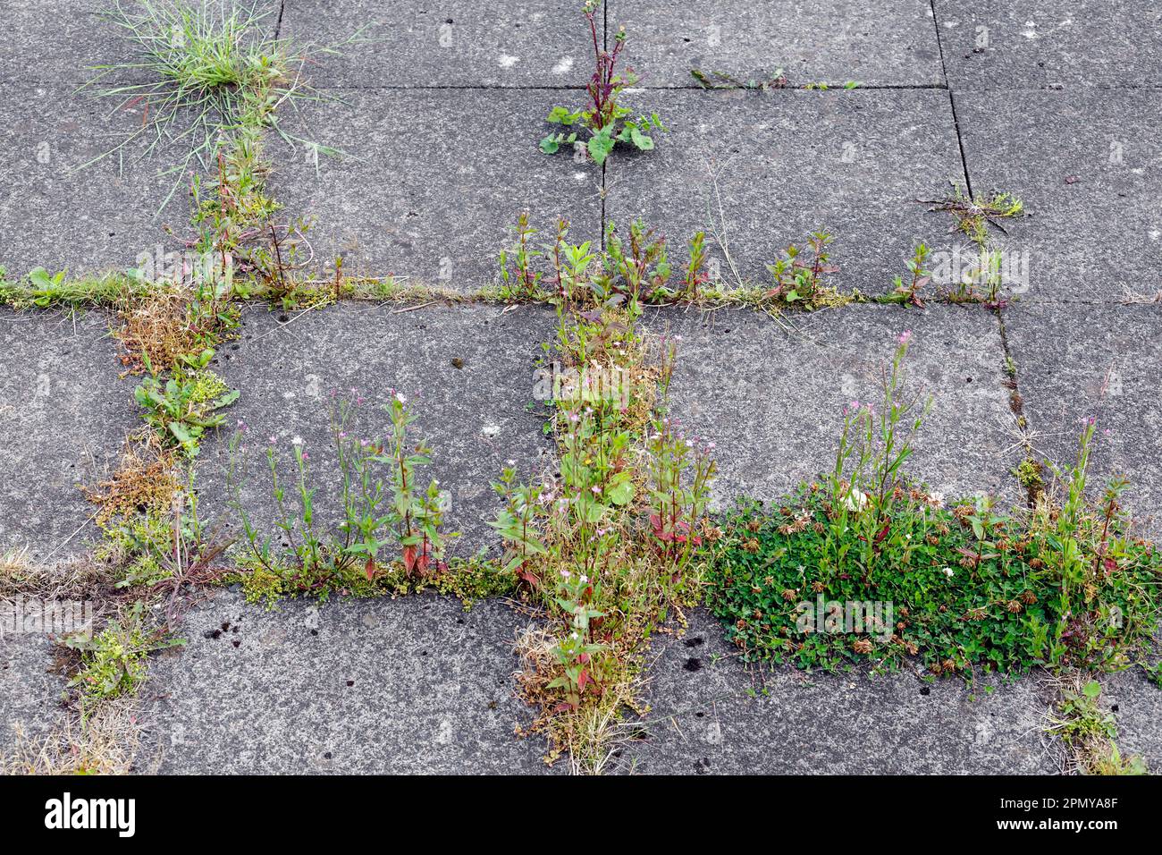 Weeds growing between paving slabs on a patio, Scotland, UK, Europe