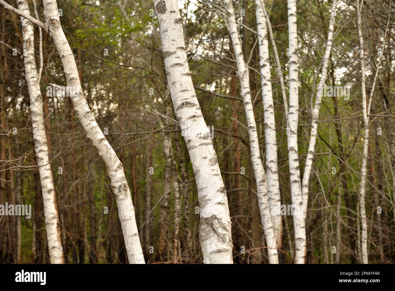 Birch forest after at sunset Stock Photo