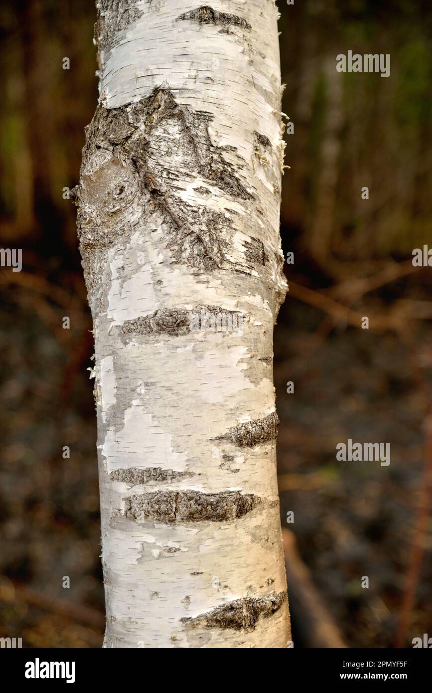 Trunk of birch tree close up Stock Photo