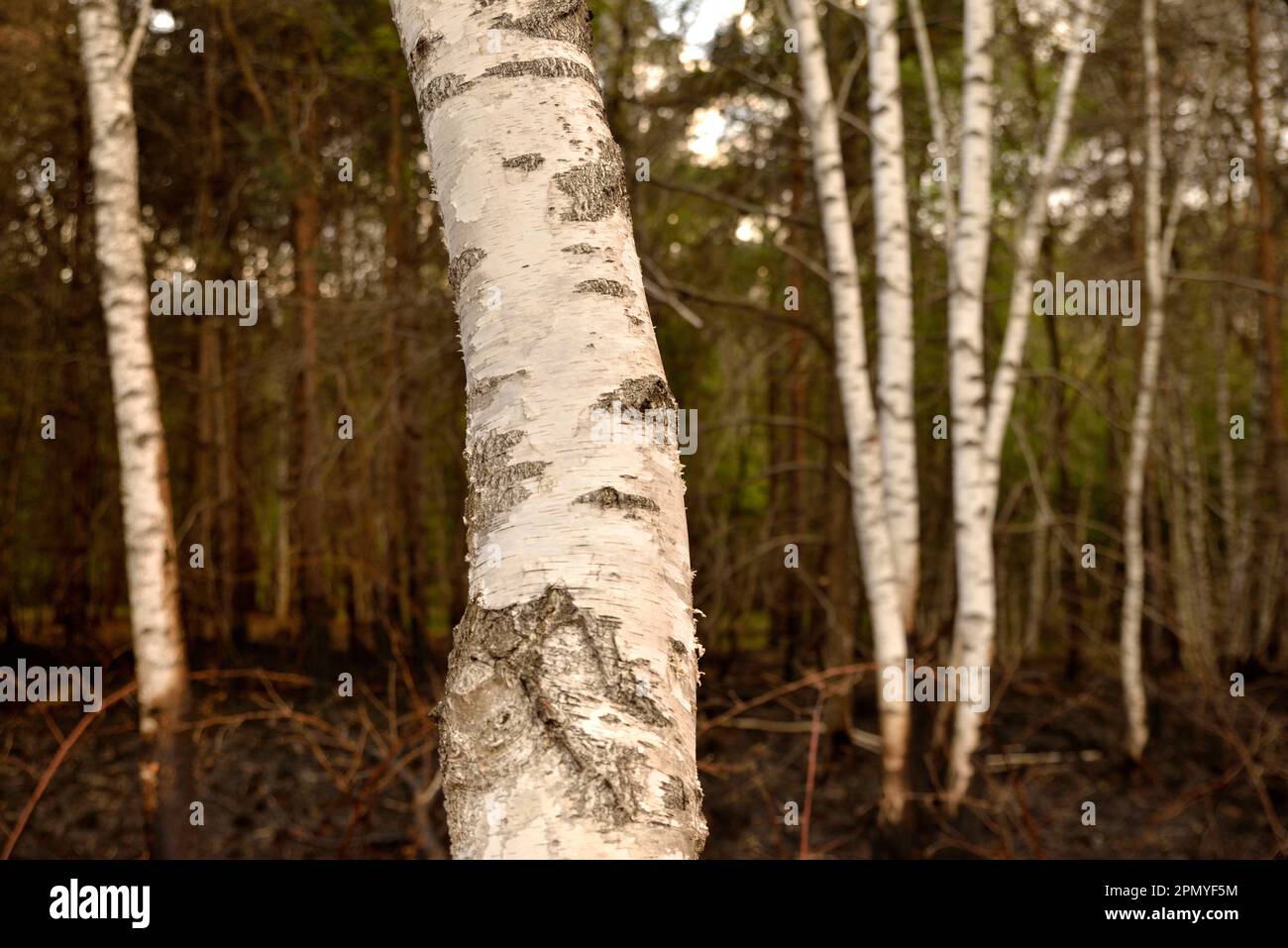 Birch forest after a fire Stock Photo