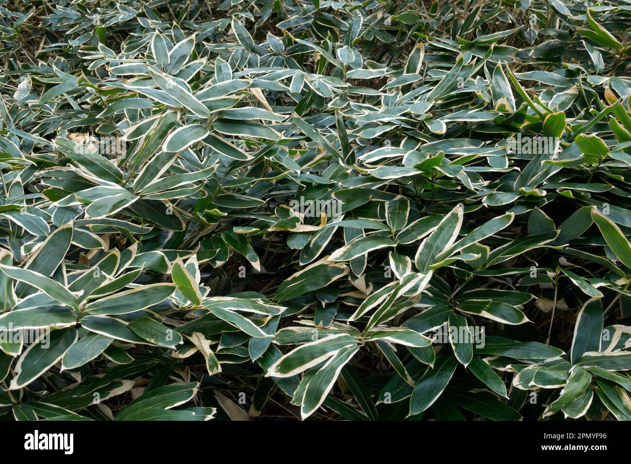 Garden, Bamboo, Sasa veitchii, Variegated leaves, Evergreen, Sasa bamboo, Hardy, Plants Stock Photo