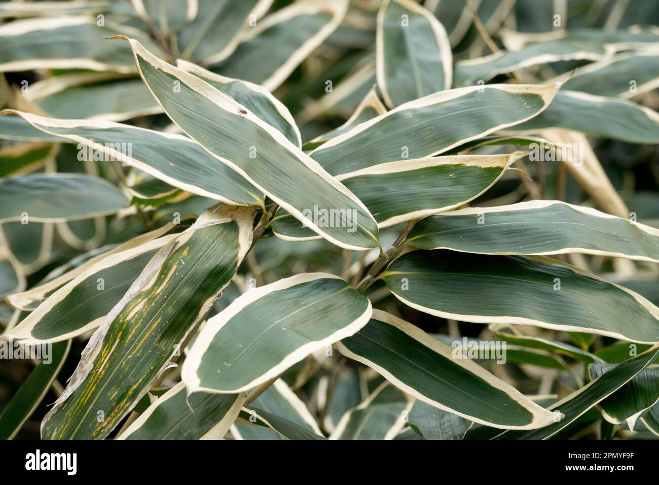 Sasa veitchii, Leaves, Sasa bamboo, Hardy, Plant Stock Photo