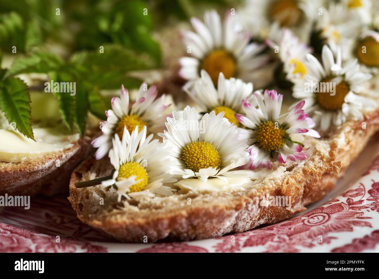Edible Spring Scene Spring wild edible plants - common daisy and goutweed, on slices of ...