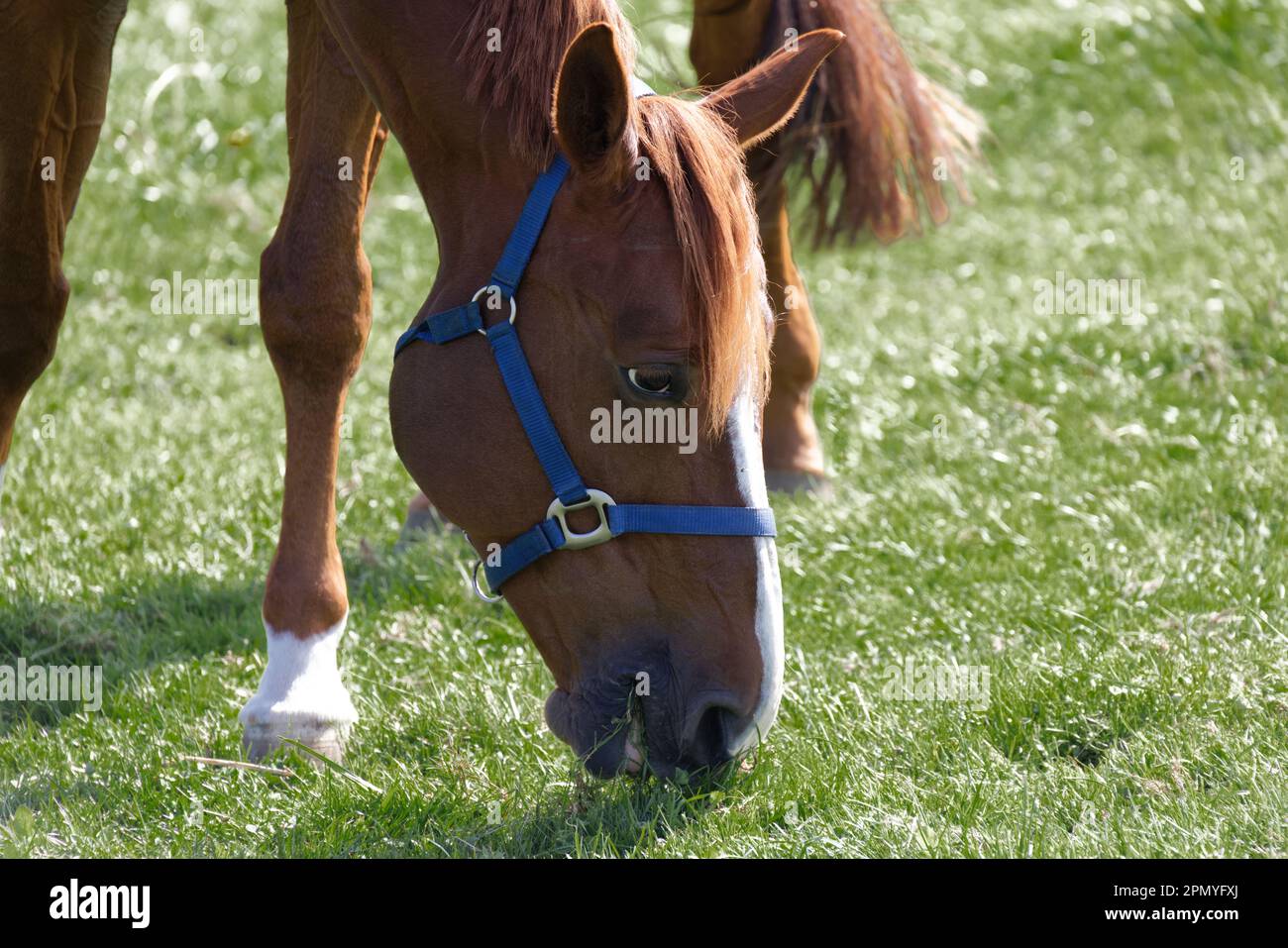 muscular brown red horse head with blue bridle photographed on the right side eating grass on green spring meadow. Day without people 8k resolution. Stock Photo