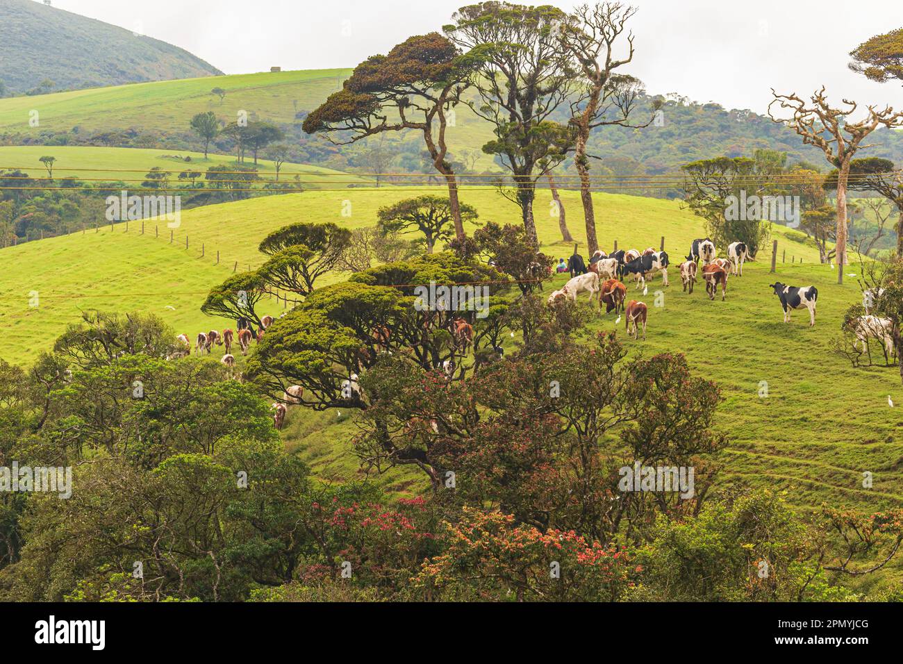 Cows at Ambewela diary farm, the prime location for milk production in