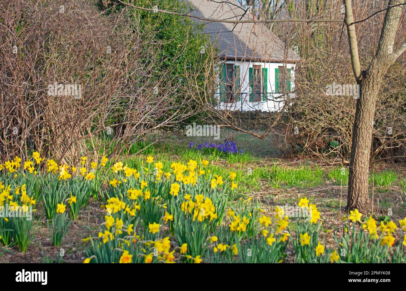 An early springtime daffodil flower bed frames a picturesque scene with a cottage in the background -01 Stock Photo