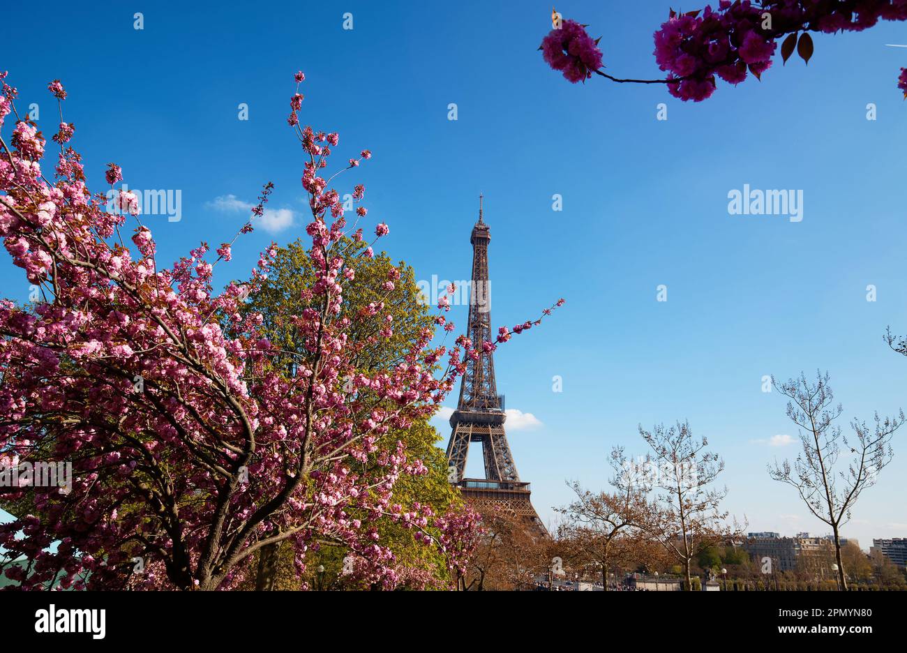 Cherry blossom flowers in full bloom with Eiffel tower in the background. Early spring in Paris, France Stock Photo