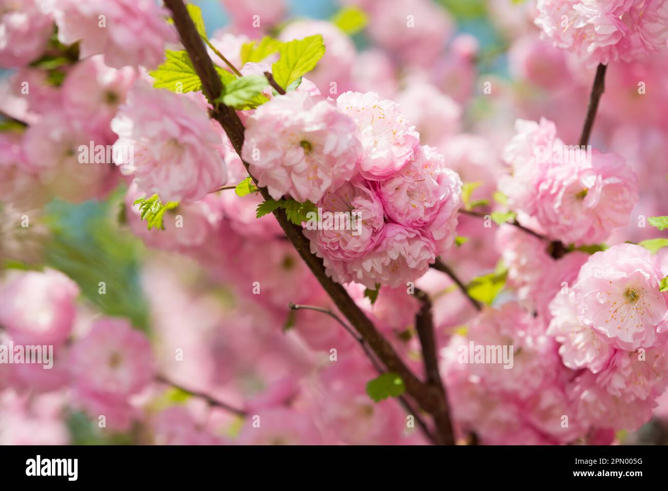close up of pink rosettes on a flowering bush - Prunus triloba (?) Stock Photo